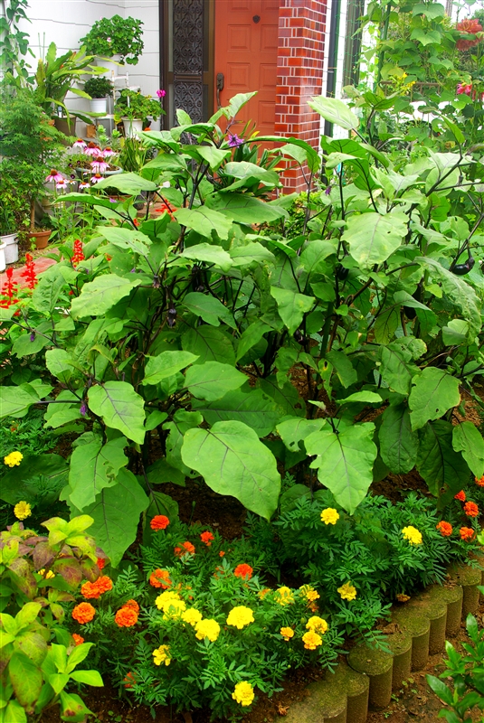 コンパニオンプランツとして知られるマリーゴールドを菜園に植えると、センチュウの軽減に役立つ。